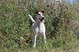 FOX TERRIER POIL LISSE 014